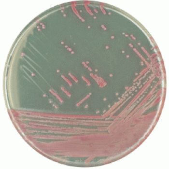 Staphylococcus aureus (MRSA) 5000 мл CHROMagar