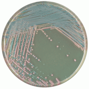 Среда для выделения Staphylococcus aureus | CHROMagar™ Staph aureus 1000 мл CHROMagar