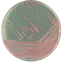 Staphylococcus aureus (MRSA) 5000 мл CHROMagar